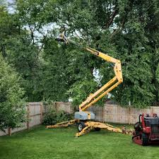 Best Tree Preservation Services  in Meadowbrook, CA
