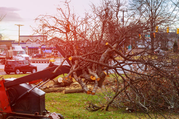 Meadowbrook, CA Tree Care Company