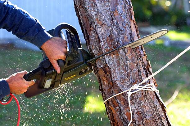 Reliable Meadowbrook, CA Tree Care Solutions