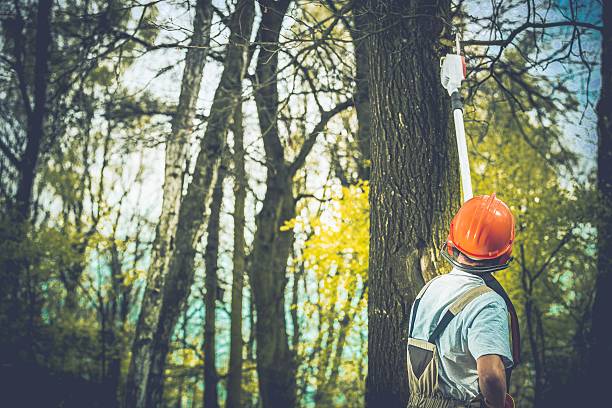 How Our Tree Care Process Works  in  Meadowbrook, CA